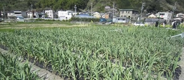 広い土地を活用した農作業体験