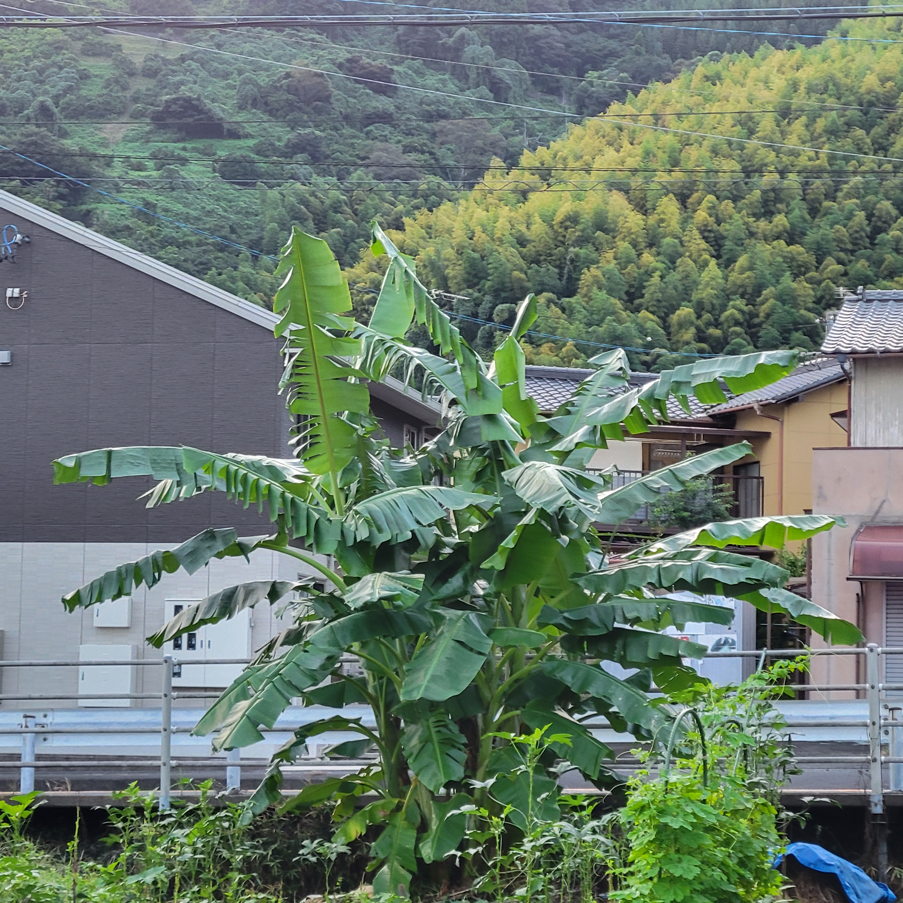 田畑で心の栄養を育てる！地域活性化と共に育む心豊かな未来