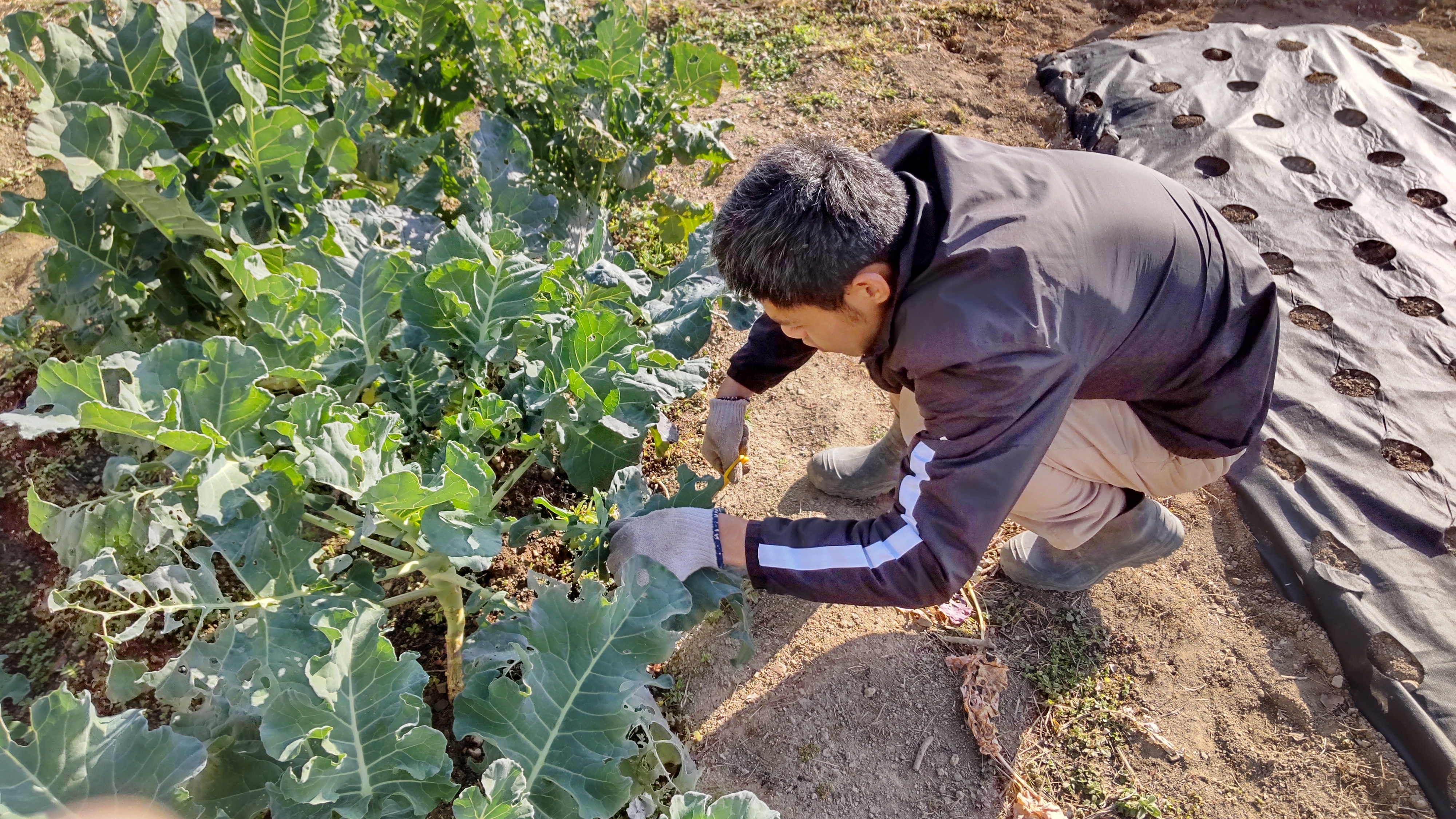 心を豊かにする草取作業、楽しみながらコミュニティに貢献！