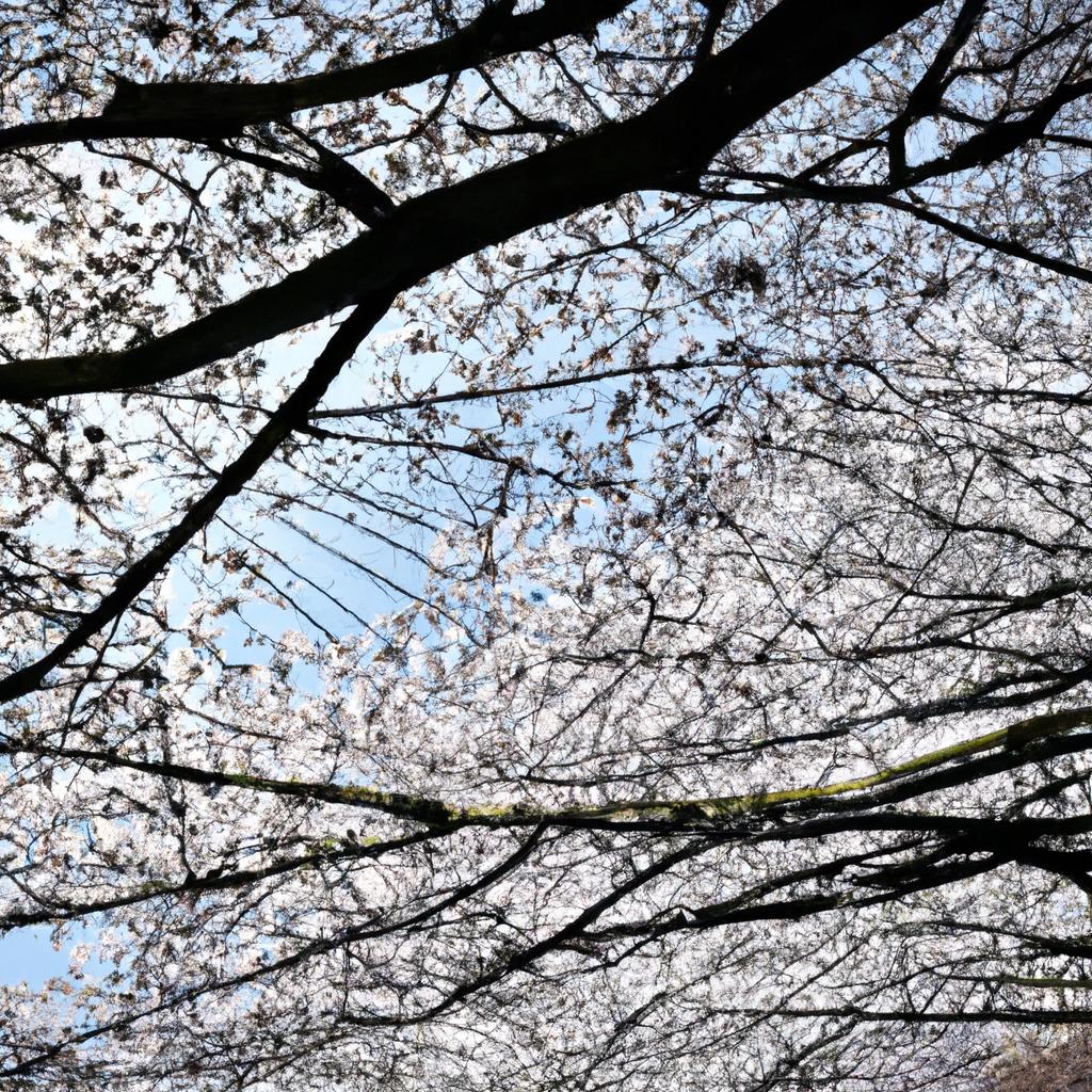 春のお花見がもたらす心と体の健康